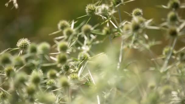 Gros Plan Fleurs Chardons Mouvement Qui Illuminent Soleil Sur Terrain — Video