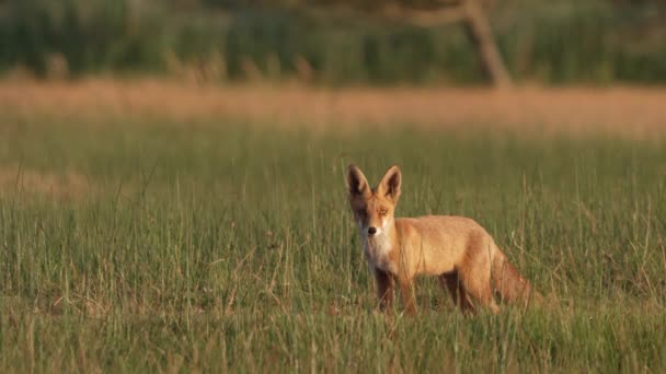 Amplio Tiro Zorro Rojo Joven Observando Campo Hierba Atardecer — Vídeo de stock