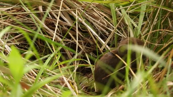 巣から小さなフィールドマウスが出てくる — ストック動画