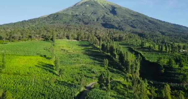 Aerial Drone Shot Bigest Tobacco Plantation Mountain Blue Sky Sunlight — Stock Video