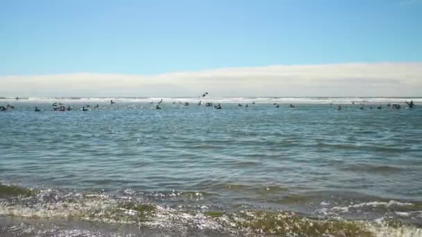 Tiro Extremo Pelicanos Castanhos Alimentados Águas Rasas Largo Costa Oregon — Vídeo de Stock