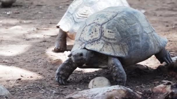 Close Giant Tortoise Caminhando Lentamente Chão Jardim Zoológico Cabo Ocidental — Vídeo de Stock