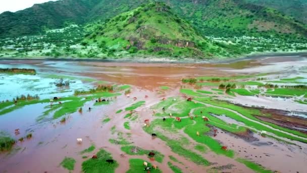 アフリカのタンザニアのナトロン湖の湿地で放牧するマサイ牛 空中ドローン軌道 — ストック動画