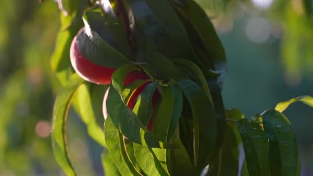 木の上で桃が育つ 太陽の光桃の果樹園や熟した果物を打つ 夏のテーマ — ストック動画