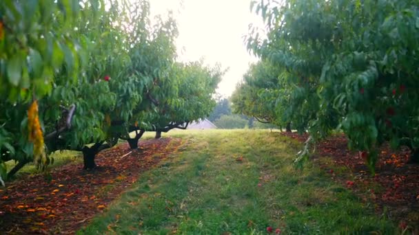 Persikofruktträdgård Med Vackert Solljus Mogna Persikor Träd Sommaren Naturens Tema — Stockvideo