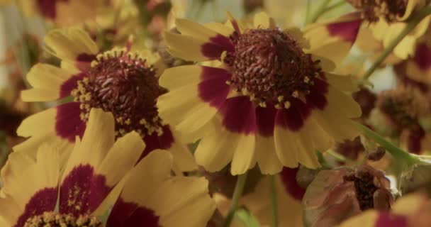 种子上的晨光 — 图库视频影像