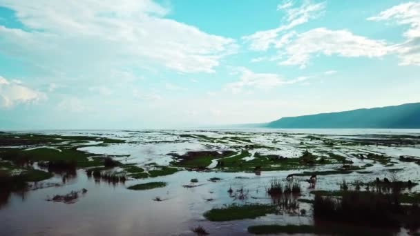 Koeien Drinkwater Aan Het Natronmeer Tanzania Drone Shot — Stockvideo