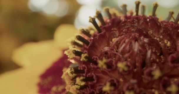 Extremt Makro Skott Tickseed Stamens — Stockvideo