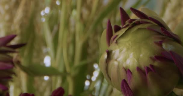 Extrémní Detailní Záběr Chryzantému Morifolium Bud — Stock video