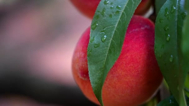 桃の皮をむいて撃つ 桃園の木の上の果物 自然と農業のテーマ — ストック動画