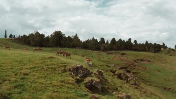 Herten Staan Gras Heuvel Grote Kudde Herten Lopen Bergop Achtergrond — Stockvideo