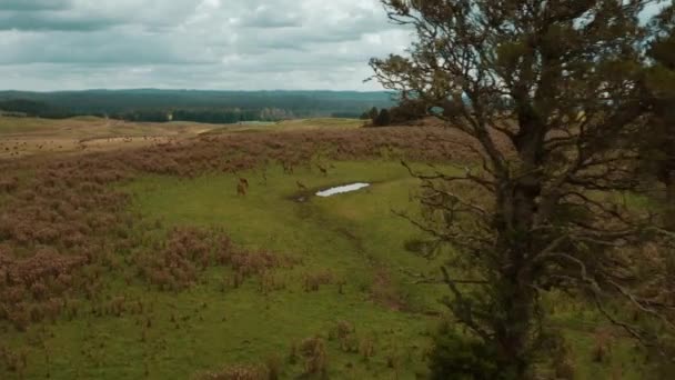 Стадо Оленей Пасущихся Естественной Открытой Траве Новой Зеландии Облачный День — стоковое видео