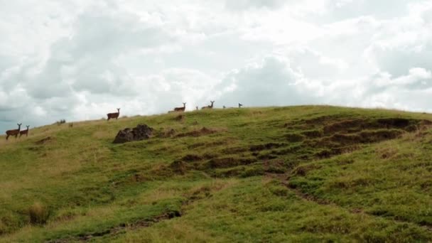 丘の中腹を走る鹿の群れで 背景には青空が広がっています — ストック動画