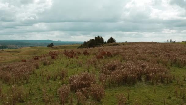 Hjord Kronhjort Som Migrerar Kuperat Landskap Nya Zeeland Antenn — Stockvideo