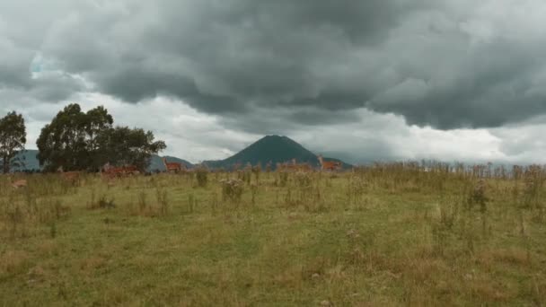Szarvas Fut Füves Dombon Drámai Vulkán Táj Felhők Háttérben Viharos — Stock videók