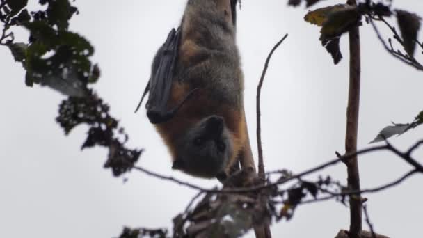 Murciélago Fruta Que Vuela Zorro Que Cuelga Boca Abajo Rama — Vídeos de Stock