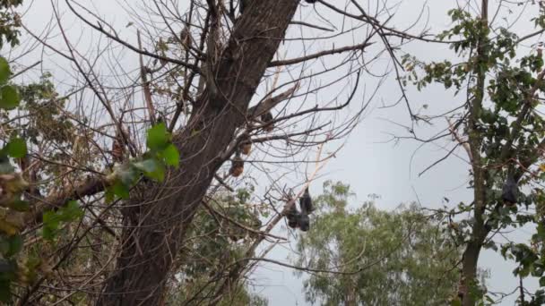 Πολλοί Νυχτερίδες Φρούτων Κρέμονται Ανάποδα Από Τον Ύπνο Δέντρο Windy — Αρχείο Βίντεο