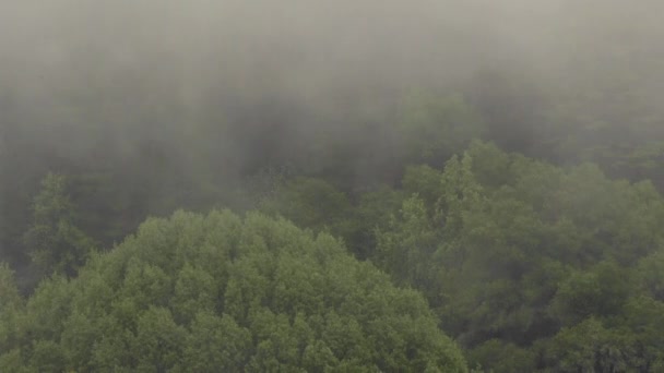 Sluiten Van Mist Wolken Waait Door Bomen Oakland Hills Een — Stockvideo