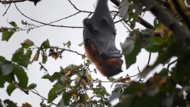 Fruit Bat Flying Fox Hanging Upside Tree Branch Spinning Goes — 비디오