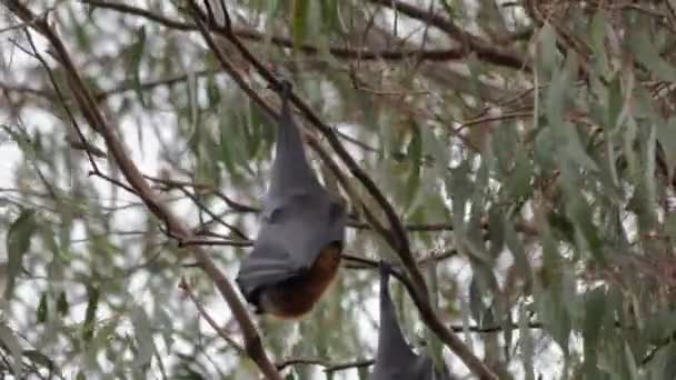 Flying Fox Fruit Vleermuis Opknoping Ondersteboven Van Boom Tak Gaan — Stockvideo