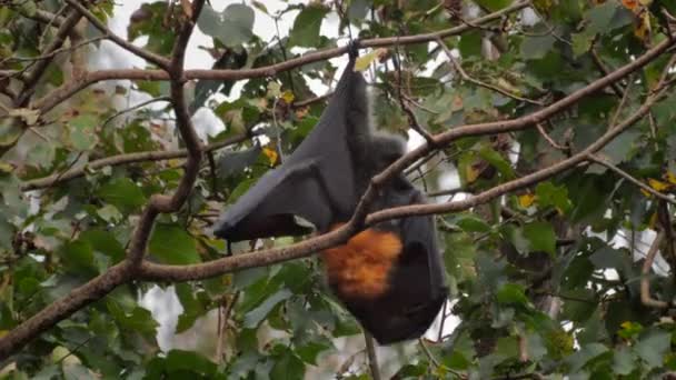 Fruit Bat Hanging Cabeça Para Baixo Partir Árvore Branch Alongamentos — Vídeo de Stock