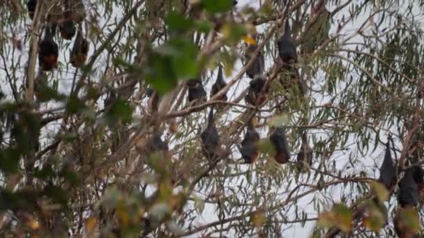 Veel Fruitvleermuizen Hangen Ondersteboven Aan Bomen Slapend Winderig Dag Tijd — Stockvideo