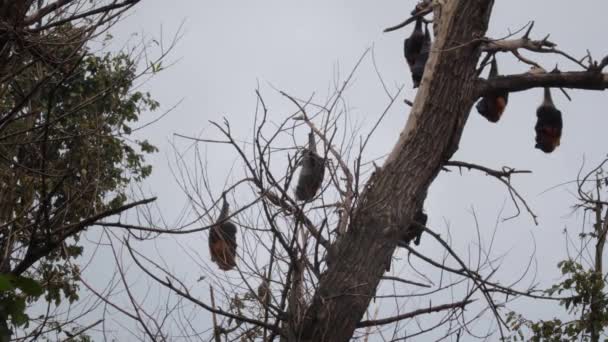 Fruit Bats Hanging Upside Tree Sleeping Wide Shot Day Time — 비디오