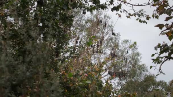 Lotes Morcegos Frutas Pendurados Cabeça Para Baixo Árvores Dormindo Hora — Vídeo de Stock