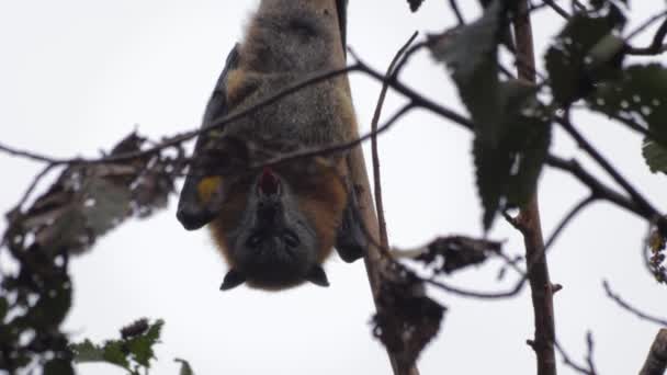 Fruchtfledermaus Hängt Kopfüber Baumstamm Gähnen Nahaufnahme Tagsüber Maffra Victoria Australien — Stockvideo