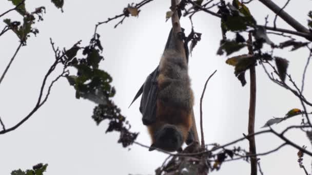 Fruit Bat Flying Fox Hanging Upside Tree Branch Close Day — Αρχείο Βίντεο