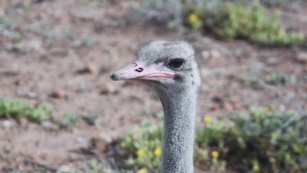 Ostrich Head Περιέργως Κοιτάζοντας Γύρω Στο Δυτικό Ακρωτήριο Νότια Αφρική — Αρχείο Βίντεο
