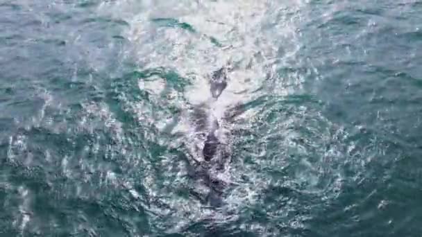 Rechter Walvis Blaast Felle Schittering Van Het Oceaanoppervlak Kalf Lobtailing — Stockvideo