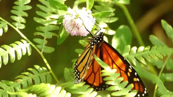 Zon Schijnt Fel Deze Monarchvlinder Zittend Een Groene Plant — Stockvideo