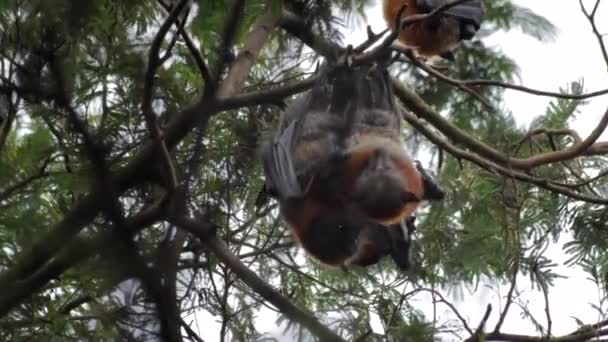 Dois Morcegos Frutas Acasalando Cabeça Para Baixo Filial Árvore Maffra — Vídeo de Stock