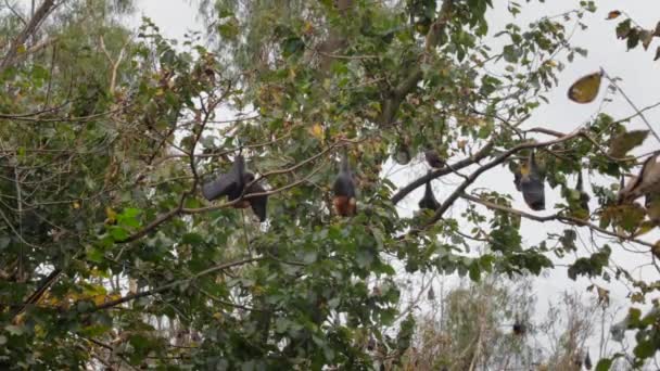 Beaucoup Chauves Souris Fruitières Suspendues Envers Des Arbres Dormant Temps — Video