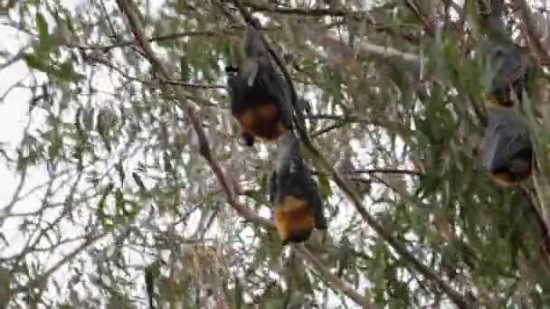 木の枝から上にぶら下がっているフルーツバットが眠りにつく 多くの風 日の時間マフラ ビクトリア オーストラリア — ストック動画