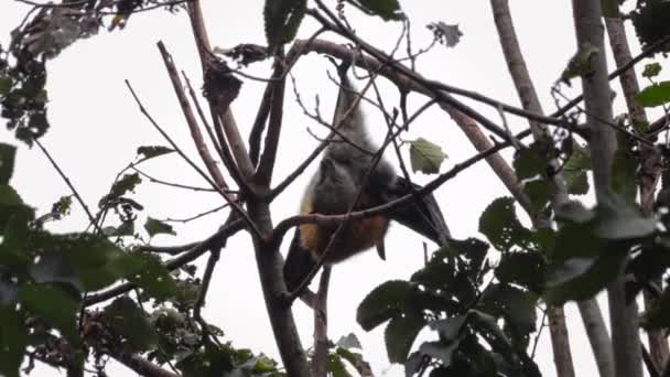 Fruit Bat Flying Fox Hanging Upside Tree Branch Grooming Scratching — Αρχείο Βίντεο