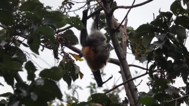 Fruit Bat Flying Fox Hanging Upside Tree Branch Cleaning Itself — Αρχείο Βίντεο