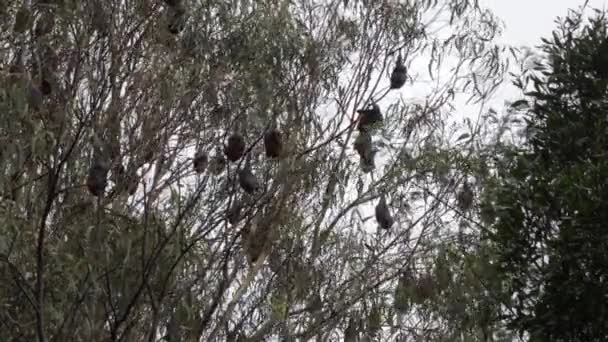 Muitos Morcegos Frutas Pendurados Cabeça Para Baixo Árvores Dormindo Hora — Vídeo de Stock
