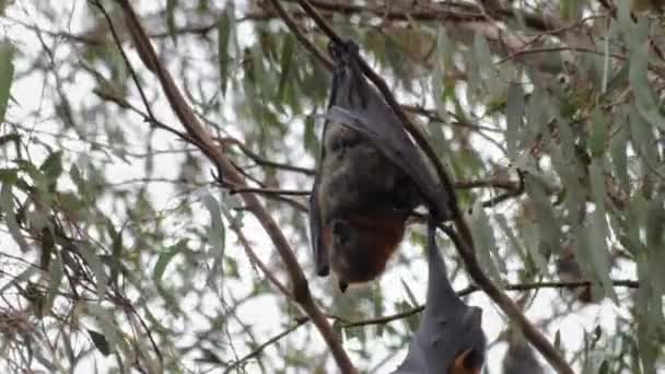 Fruit Bat Flying Fox Wiszące Góry Nogami Gałęzi Drzew Czyszczenie — Wideo stockowe