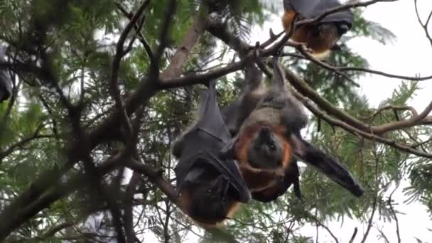 Two Fruit Bats Grooming Cleaning Themselves Wrap Wings Hanging Upside — Stock Video