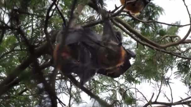 Twee Fruit Vleermuizen Schoonmaken Elkaar Opknoping Ondersteboven Van Tree Branch — Stockvideo