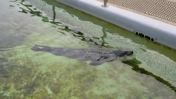 Slow Motion Tracking Shot Gliding Diving Seal Water Pool Zoo — Stockvideo