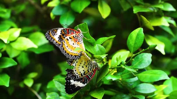 Czerwone Koronkowe Motyle Zielonych Liściach Ogrodzie Wietnam — Wideo stockowe