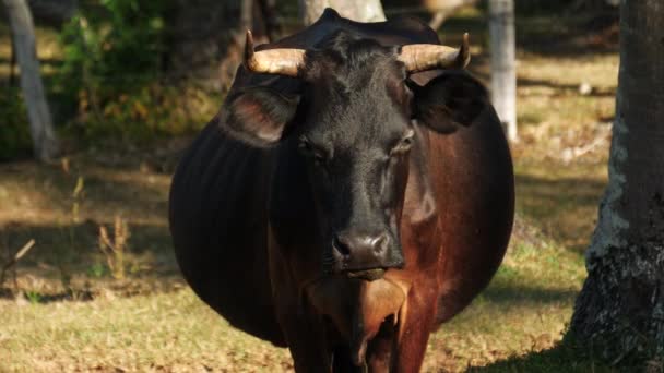 Uma Vaca Leiteira Campo Que Parece Gorda Preguiçosa Sombra Uma — Vídeo de Stock