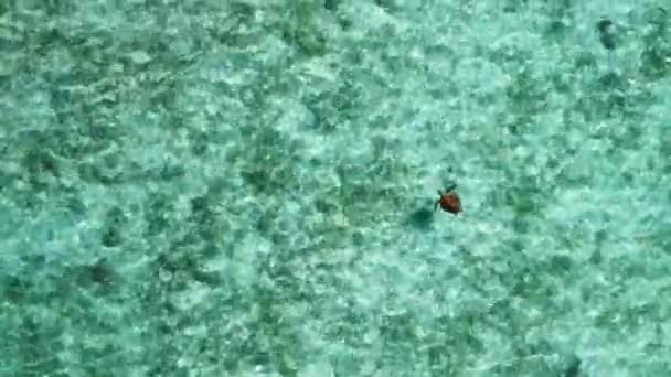 Vista Panorâmica Tartaruga Solitária Nadando Águas Cristalinas Ilha Pines Nova — Vídeo de Stock