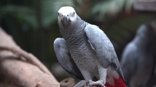 Εξωτικό Κονγκό Αφρικανικός Γκρίζος Παπαγάλος Ψιττακός Erithacus Χτύπημα Στο Κεφάλι — Αρχείο Βίντεο