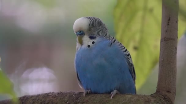 Budgerigar Macho Melopsittacus Undulatus Con Cere Azul Dormir Pacíficamente Rama — Vídeos de Stock