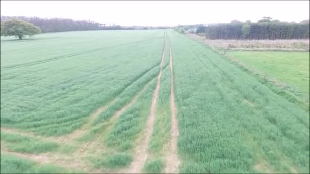 イギリスの何千もの小麦畑の一つに沿って眺め — ストック動画