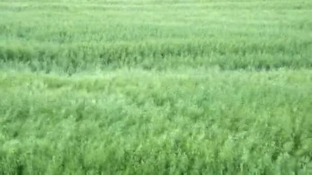 Ngiltere Nin Güzel Kırsalında Güçlü Kanatlarda Tarlalar Sallanıyor — Stok video